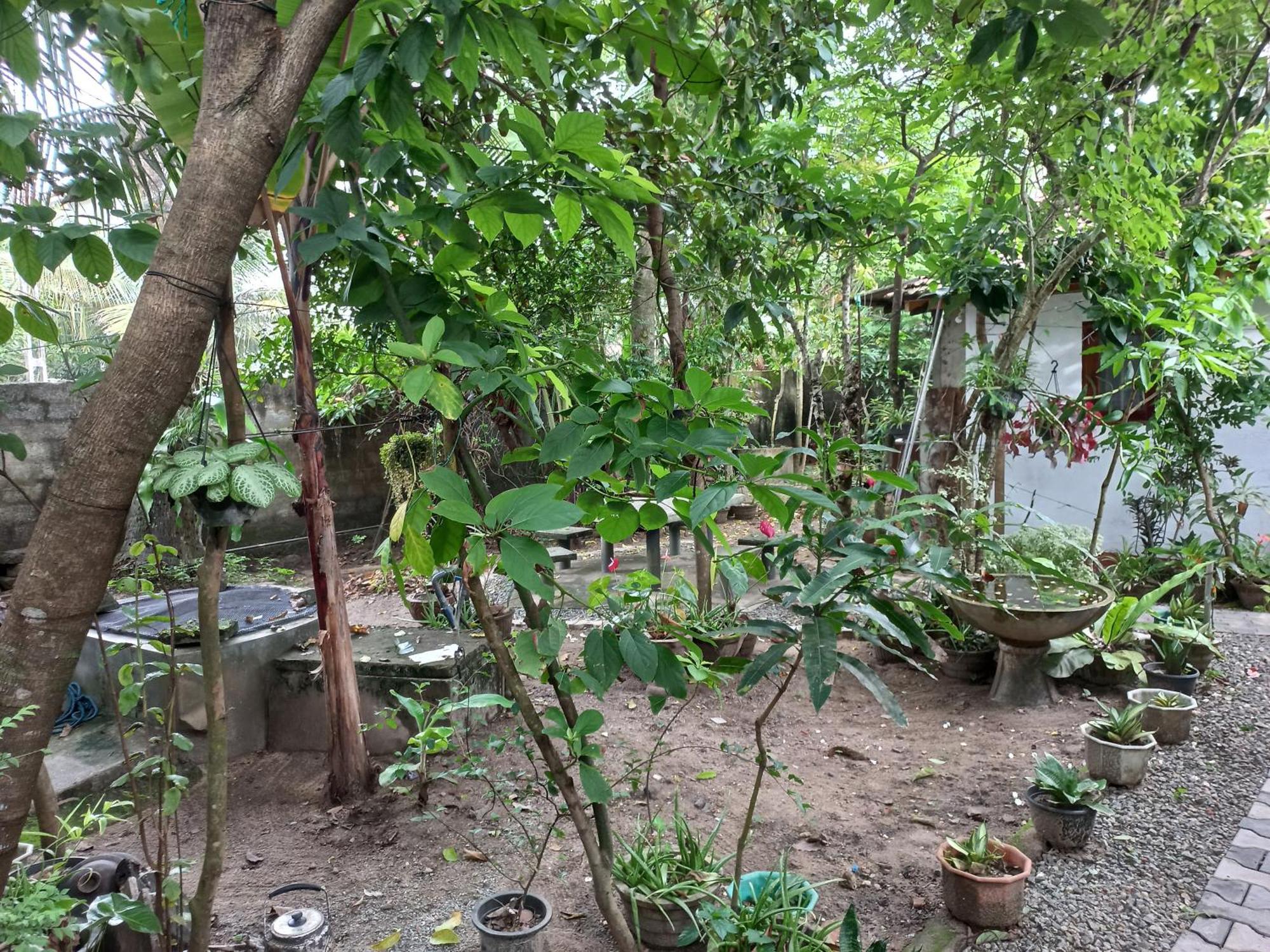 Mango Villa 703 ヒッカドゥワ エクステリア 写真