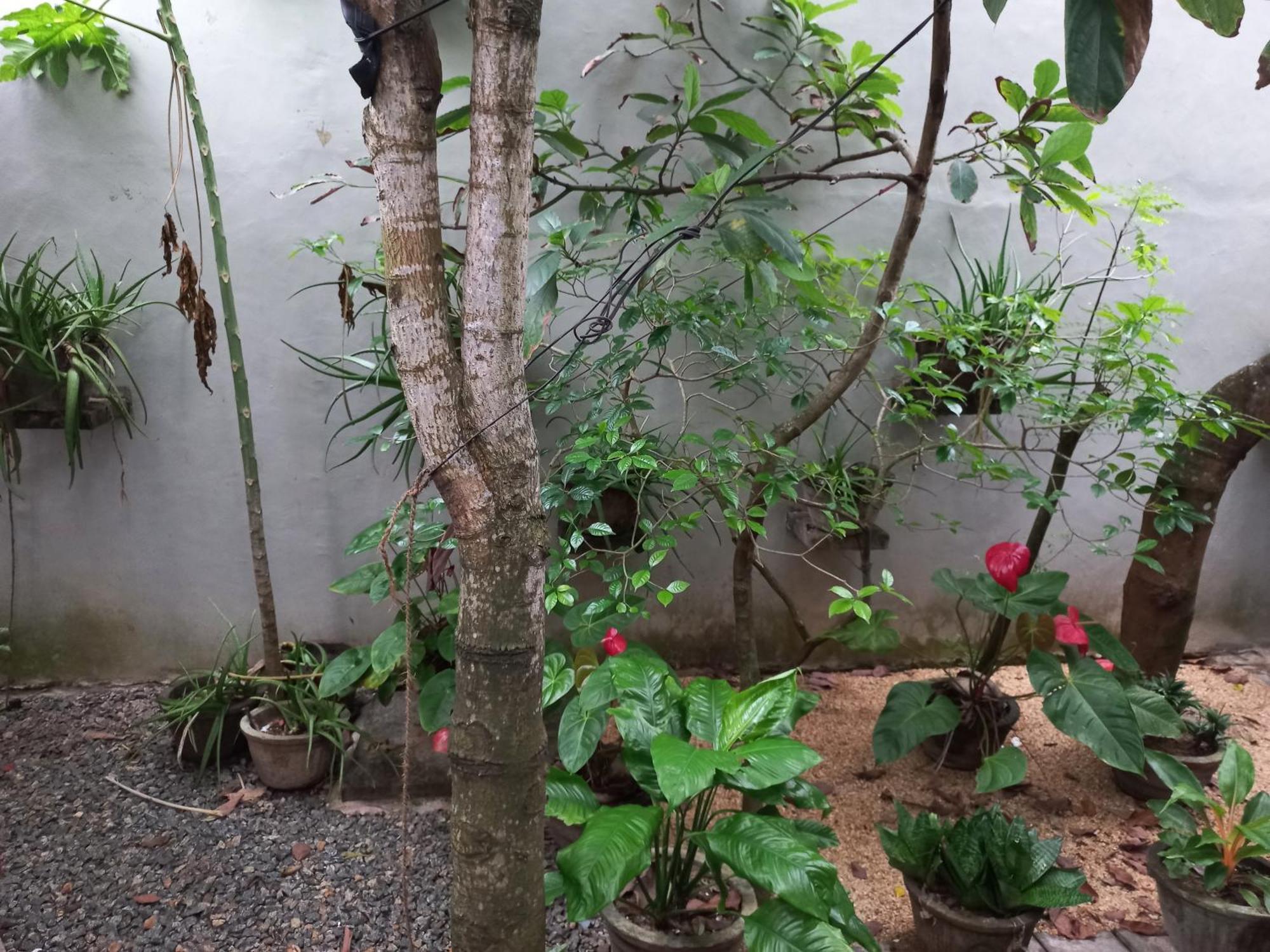 Mango Villa 703 ヒッカドゥワ 部屋 写真